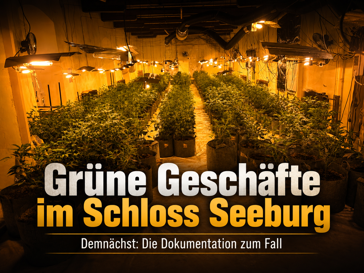 Grüne Geschäfte im Schloss Seeburg — Indoor-Cannabisplantage, demnächst die Dokumentation zum Fall